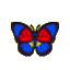 Agrias butterfly