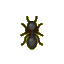 Ant
