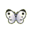 Common butterfly