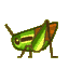 Grasshopper