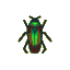 Jewel beetle