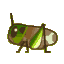 Migratory locust