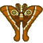 Oak silk moth