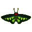 Raja Brooke butterfly