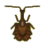 Violin beetle