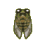 Walker cicada