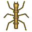 Walkingstick
