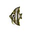 Angelfish