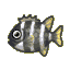 Barred knifejaw
