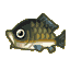 Carp