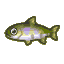 Cherry salmon