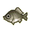 Crucian carp