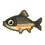 Dace