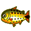 Dorado