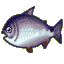 King salmon