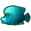 Napoleonfish
