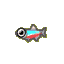 Neon tetra
