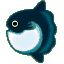 Ocean sunfish