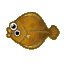 Olive flounder