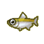 Pond smelt