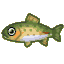Rainbow trout