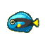 Surgeonfish